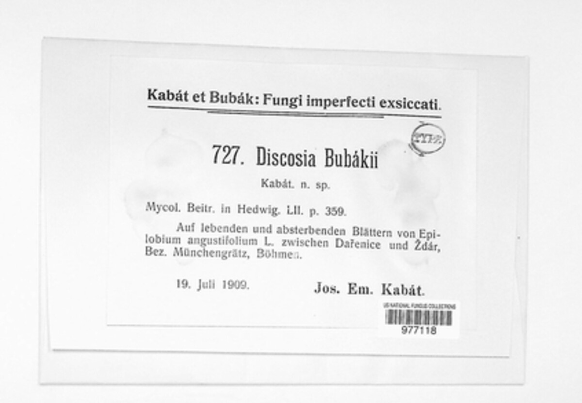 Discosia bubakii image
